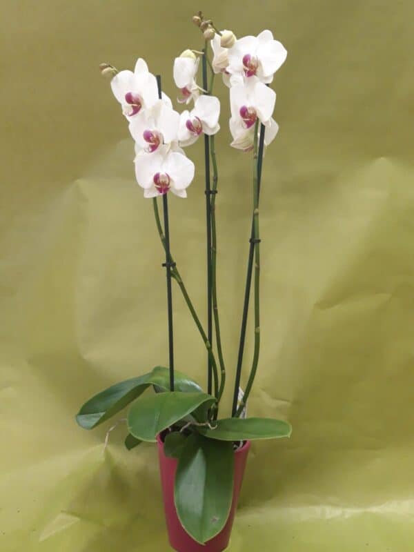 70 cm Orchid plant in ceramic pot