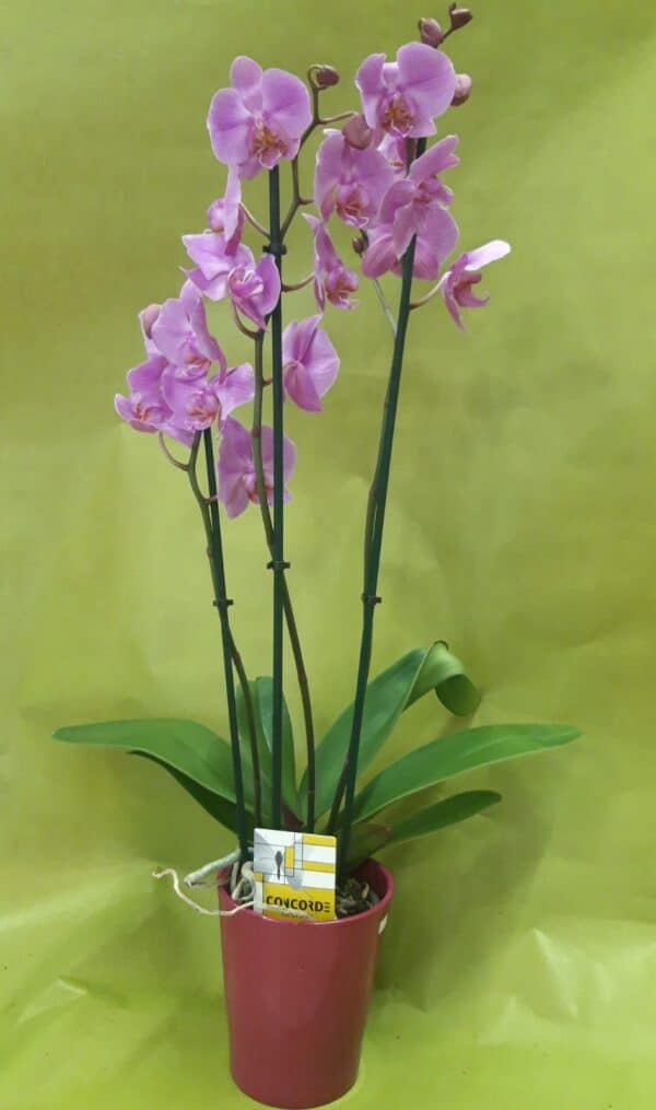 70 cm Orchid plant in ceramic pot
