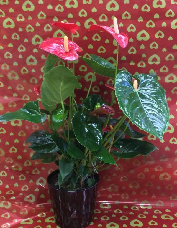 70cm Anthurium in ceramic pot 30e