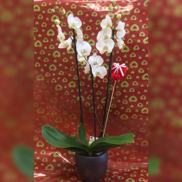 3 Stemmed Orchid Plant in Ceramic Pot